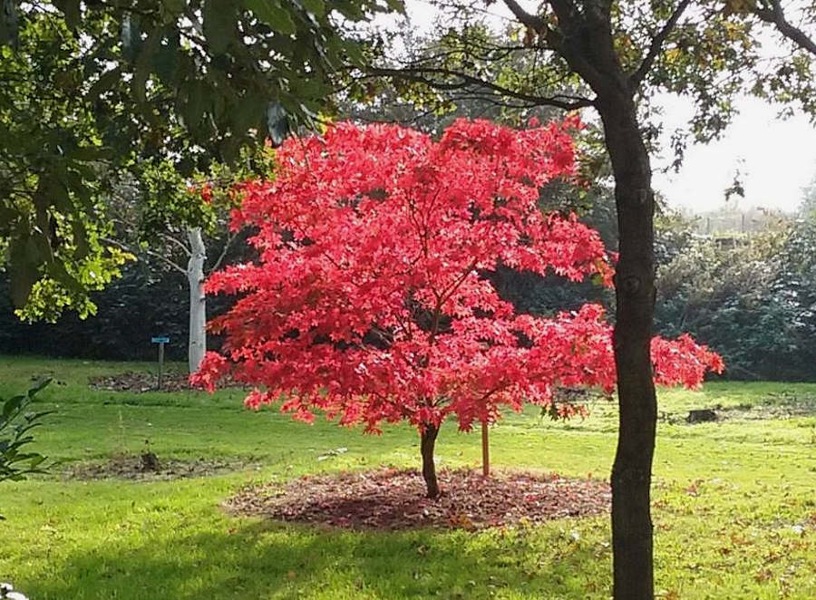 Autumn colour at Bluebell Arboretum and Nursery